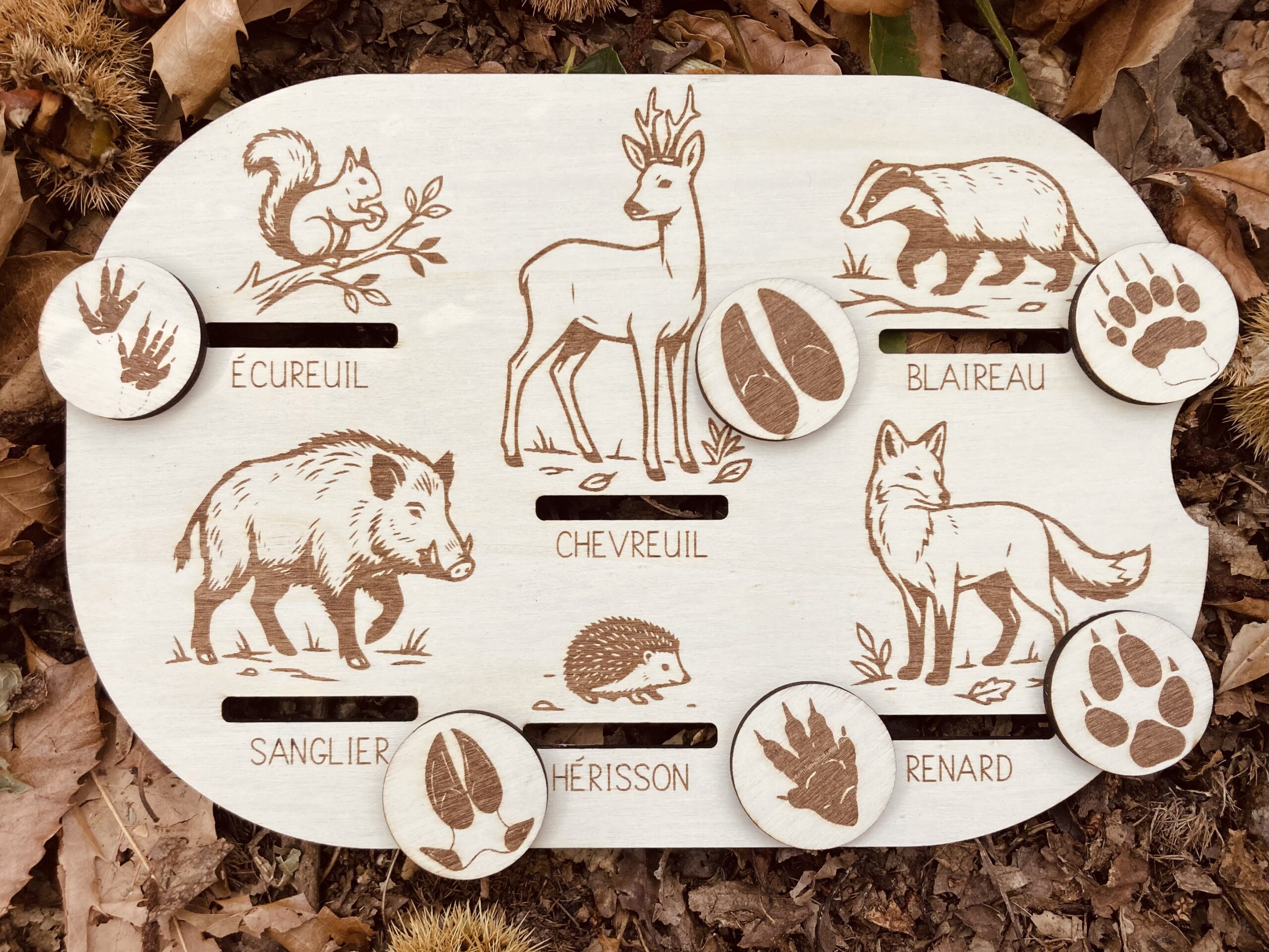 Insert des traces des animaux de la forêt