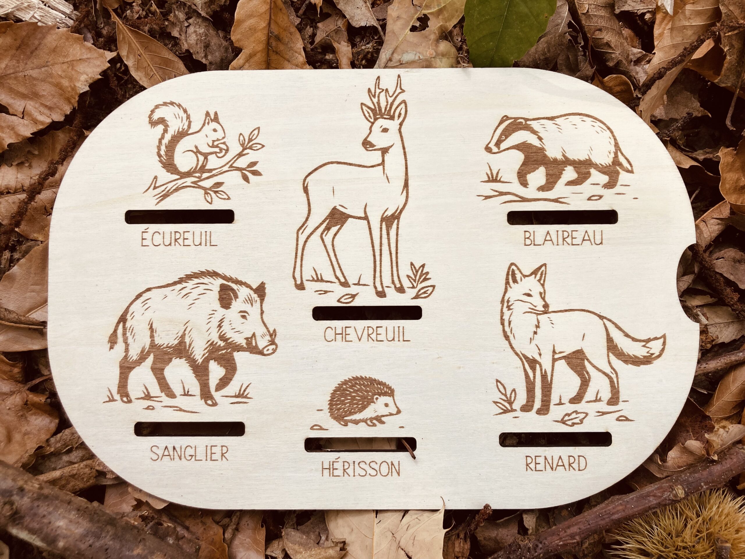 Insert des traces des animaux de la forêt