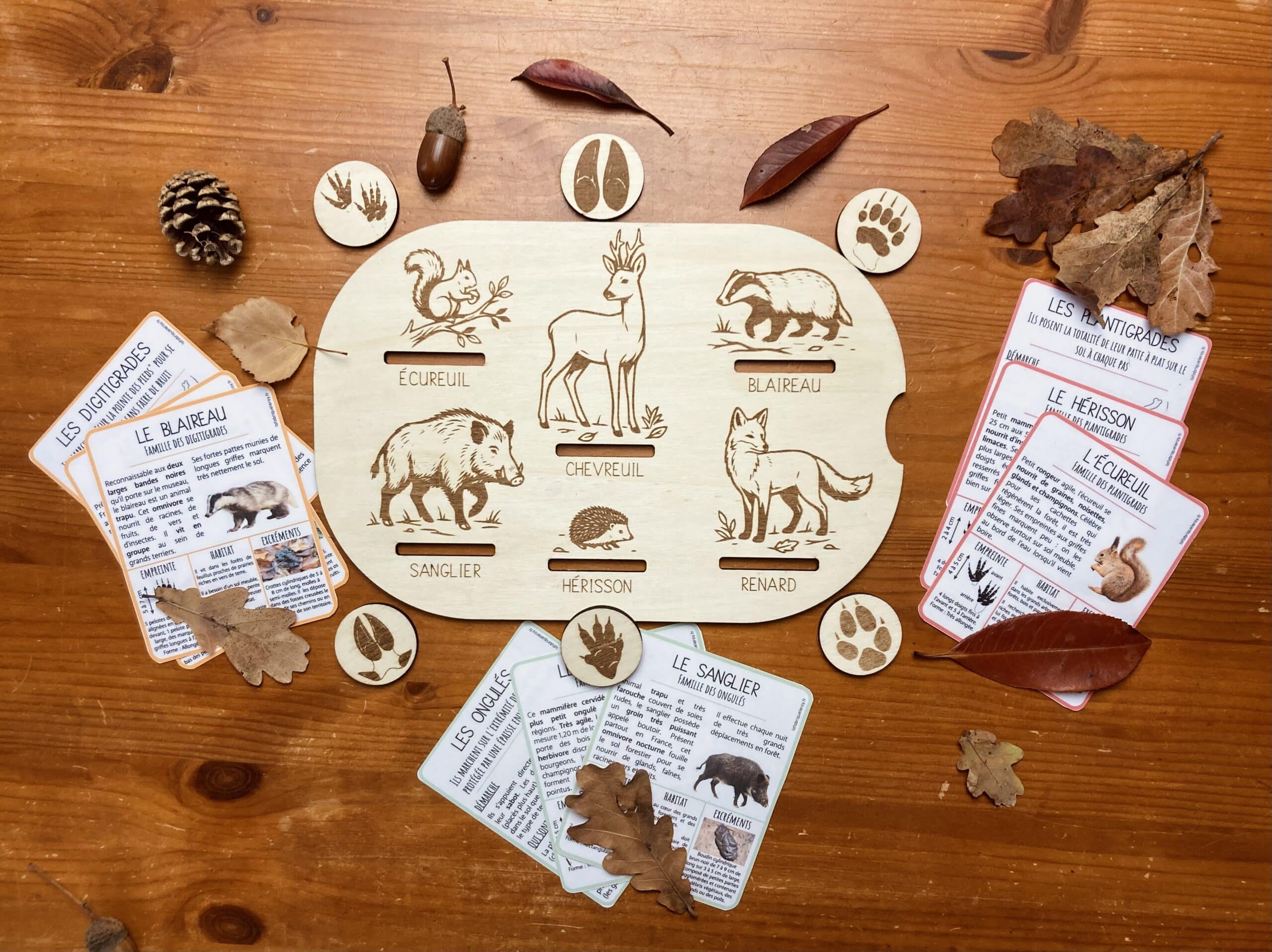 Insert des traces des animaux de la forêt